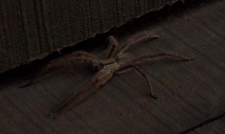 Tree house, Une tarantule